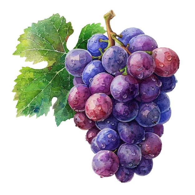 Vetor ilustração vetorial de uva bonita em estilo aquarela