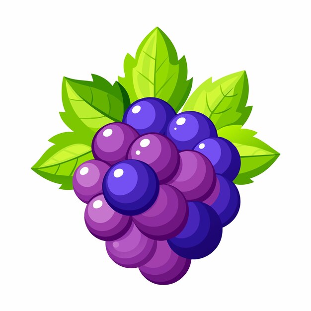 Vetor ilustração vetorial de uvas