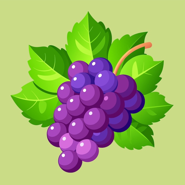 Ilustração vetorial de uvas