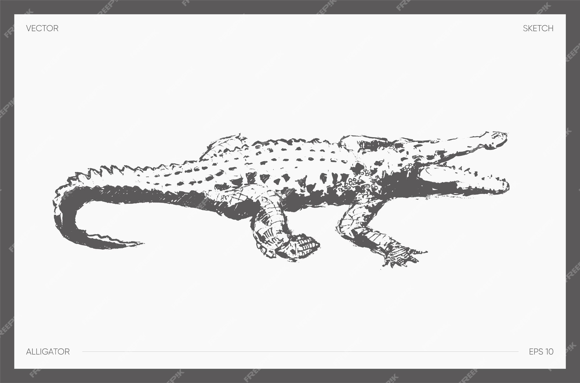 Como Desenhar Uma Ilustração Vetorial Crocodilo Desenhe Jacaré