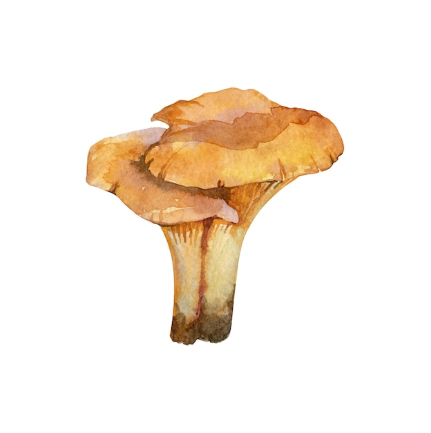 Ilustração vetorial desenhada à mão em aquarela de cogumelo chanterelle dupla isolada em fundo branco