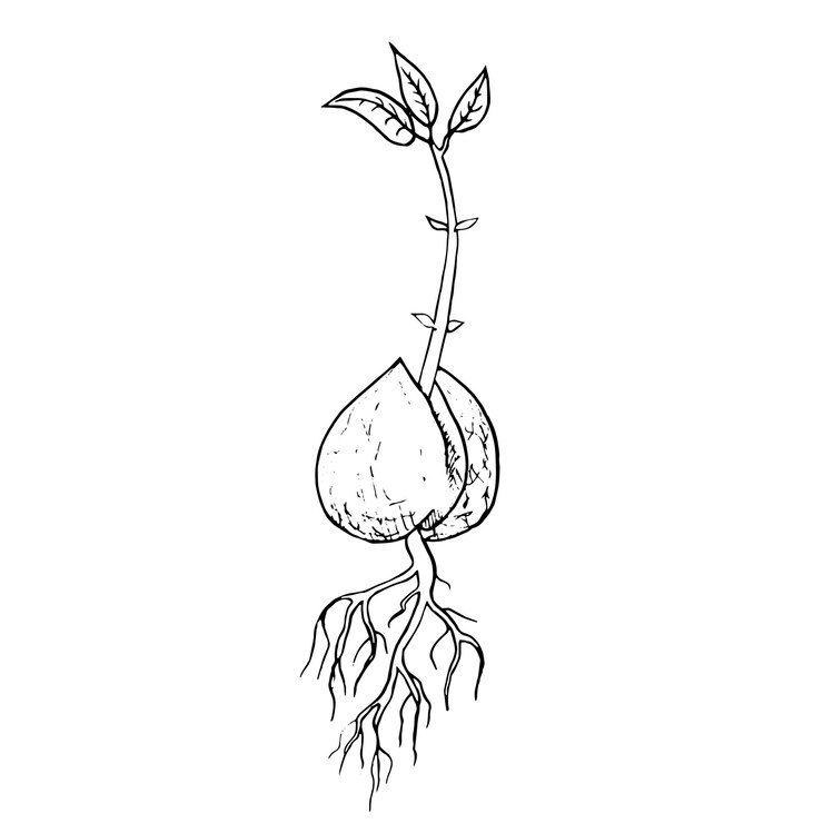 Vetor ilustração vetorial desenhada à mão semente de abacate em um copo de água para germinação