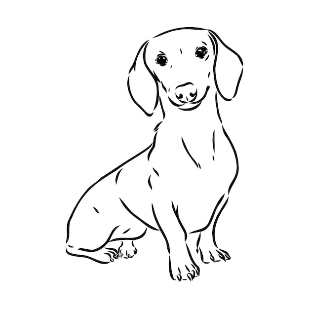ilustração vetorial desenhada de mão de cachorro bassê vetor de cachorro bassê