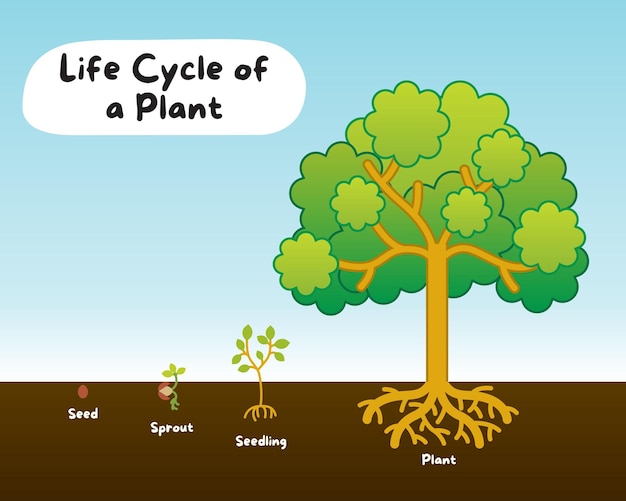 Ilustração vetorial do ciclo de vida da planta