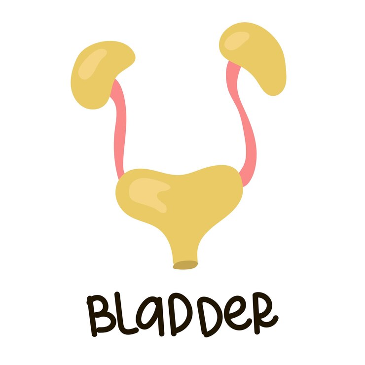 Vetor ilustração vetorial do conceito do sistema urinário humano em um branco rins e tubos
