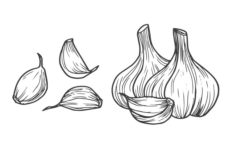 Vetor ilustração vetorial do contorno do alho fatia de alho e dente de alho