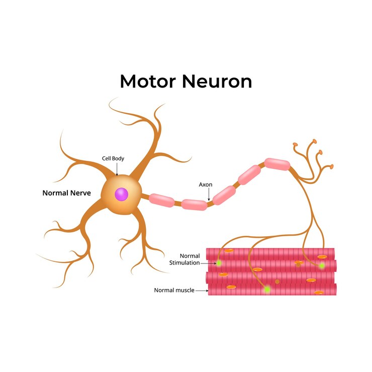Vetor ilustração vetorial do diagrama de neurônios motores