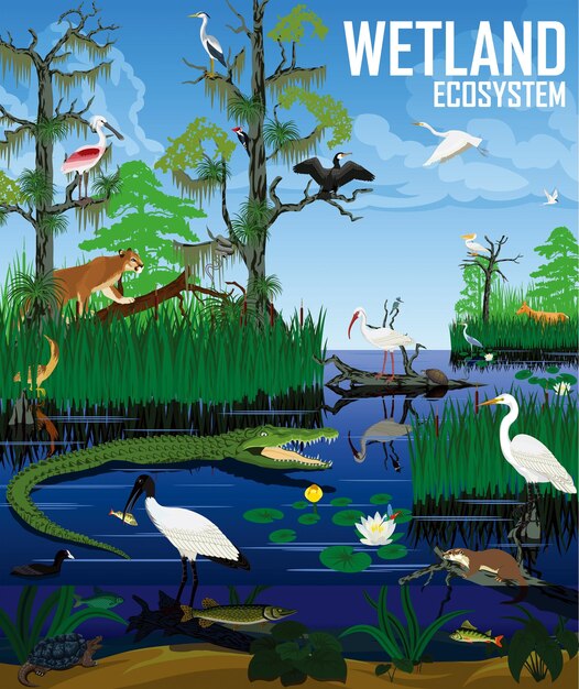 Vetor ilustração vetorial do ecossistema de pântanos pantanal florida everglades paisagem com animais