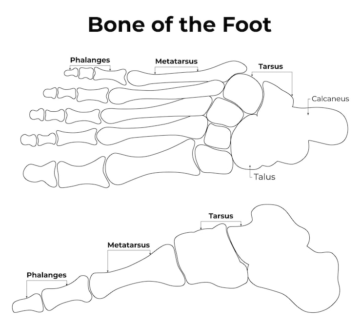 Vetor ilustração vetorial do osso do pé metatarsus tarsus phalanges calcaneus talus arte de linha