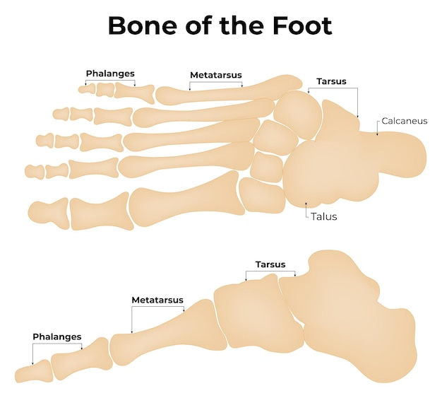 Vetor ilustração vetorial do osso do pé metatarsus tarsus phalanges calcaneus talus colorido