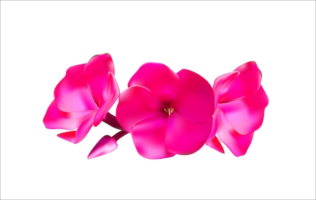 Ilustração vetorial EPS10 de flores rosa Phlox