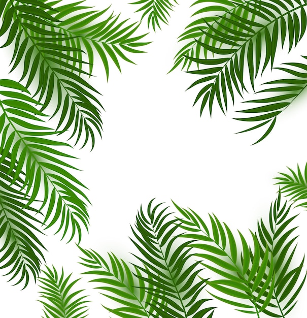 Ilustração vetorial EPS10 do fundo da silhueta da folha da palmeira bonita