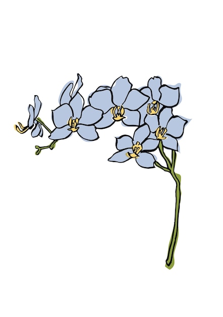 Vetor ilustração vetorial esboço colorido com ramo de orquídea azul arte para para impressões arte de parede pano de fundo