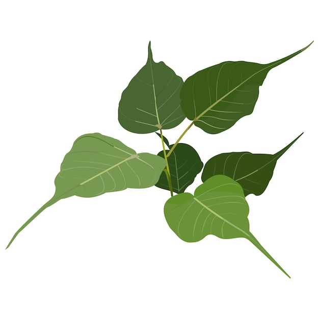 Ilustração vetorial Ficus religiosa figo sagrado pohon bodhi