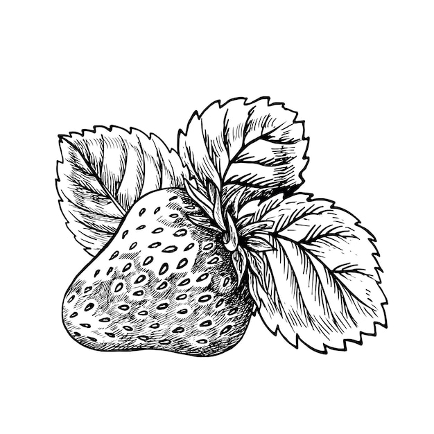 Ilustração vetorial gráfica preto e branco de morango desenhada à mão isolada em um fundo branco