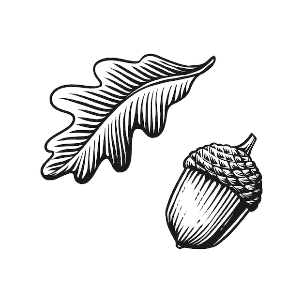 Vetor ilustração vetorial gravada com vintage acorn