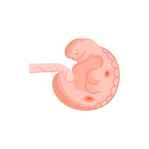 Vetor ilustração vetorial ícone plano gravidez 6 semanas