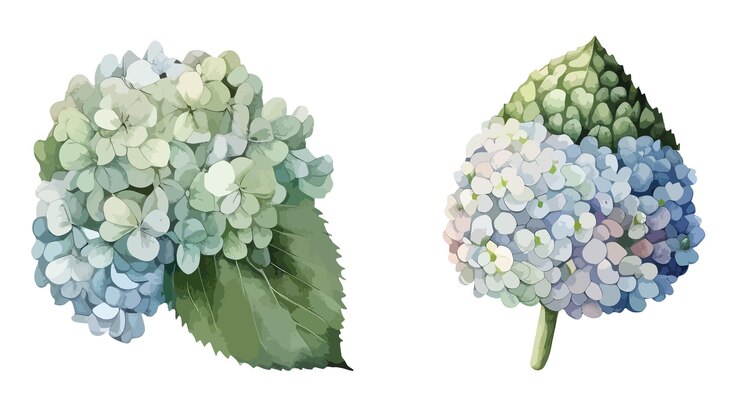 Vetor ilustração vetorial isolada de clipart de hortênsia