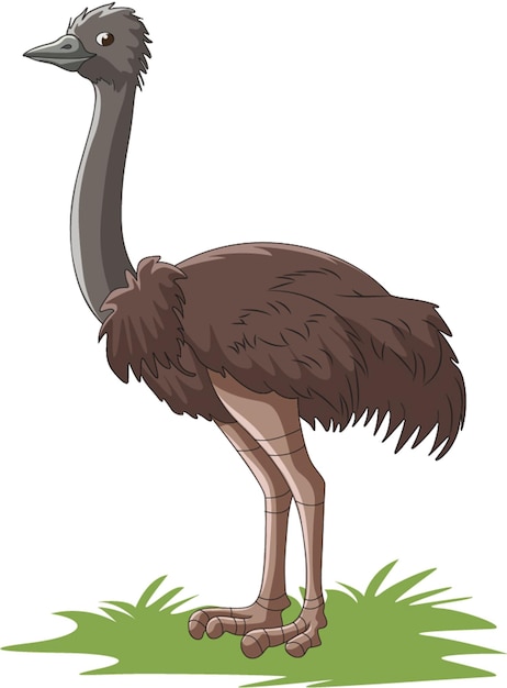 Vetor ilustração vetorial mostrando avestruz