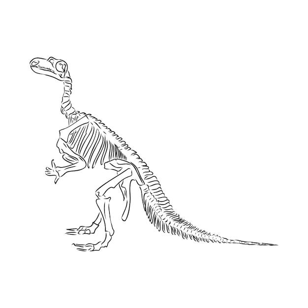 Desenho de Esqueleto tiranossauro rex para Colorir - Colorir.com