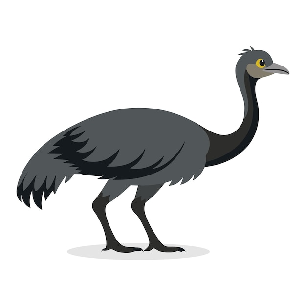 Ilustração vetorial plana de animal Emu em fundo branco