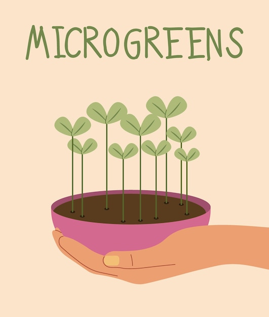 Vetor ilustração vetorial plana de cultivo de microgreens