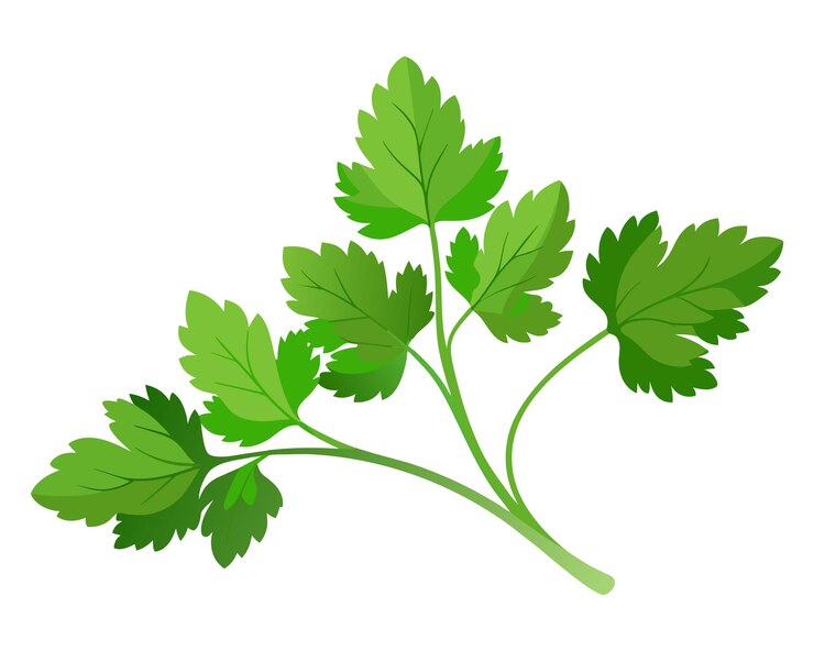 Vetor ilustração vetorial plana de legumes de coentro em fundo branco