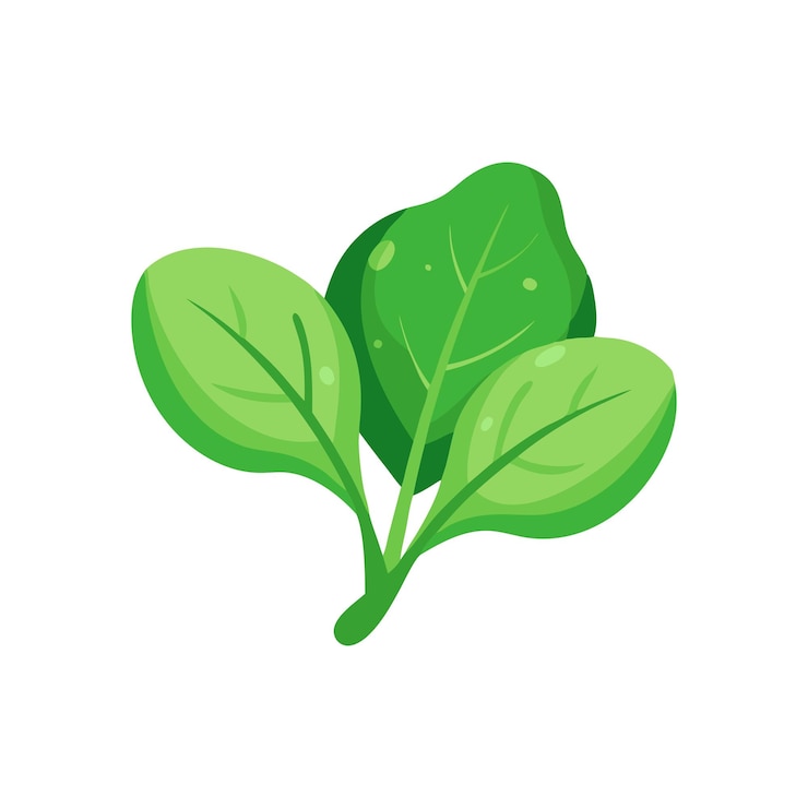 Vetor ilustração vetorial plana isolada de folhas de espinafre verde fresco com fundo