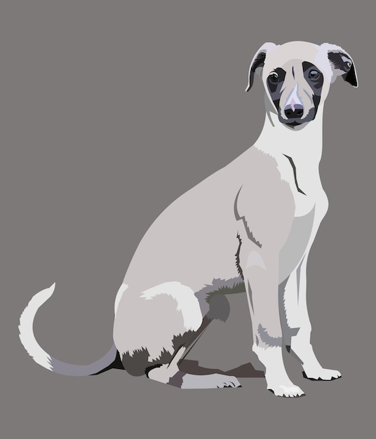 Ilustração vetorial raça de cachorro whippet