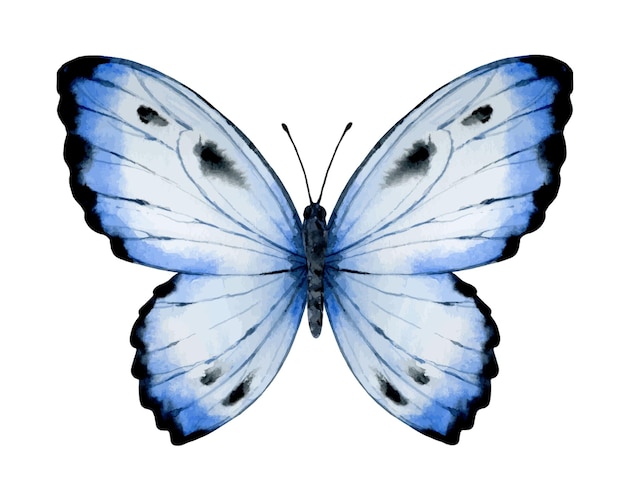 Vetor ilustração vibrante da borboleta do vetor da aguarela pintada à mão