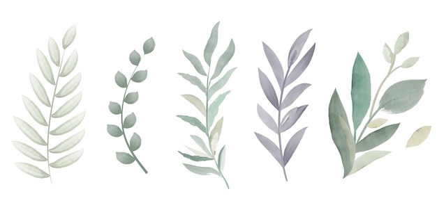 Ilustrações de aquarela vetorial Conjunto de folhas verdes ervas e ramos Elementos de design floral