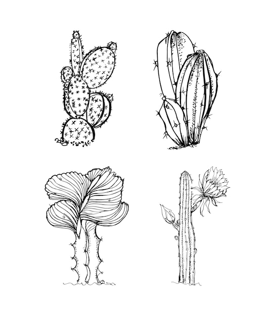 Ilustrações de cactos em estilo art ink