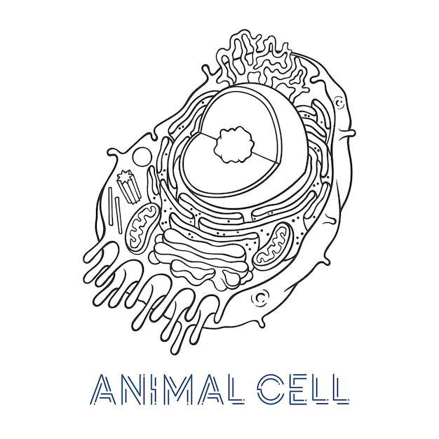 Vetor ilustrações de desenho de vetor. estrutura esquemática da célula animal.