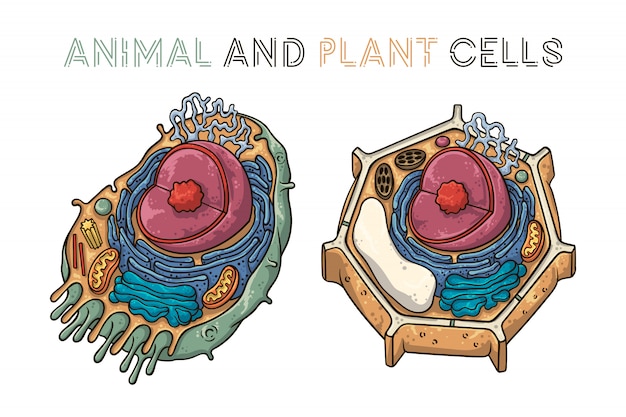 Vetor ilustrações de desenho de vetor. estrutura esquemática de células animais e vegetais.