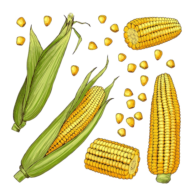 Ilustrações de fazenda de vetor. lados diferentes do milho