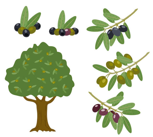 Ilustrações de galhos de árvores com folhas e frutas negras conjunto de ramos de oliveira cozinha italiana