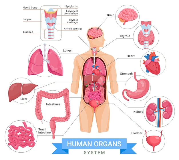 Ilustrações de sistemas de órgãos humanos