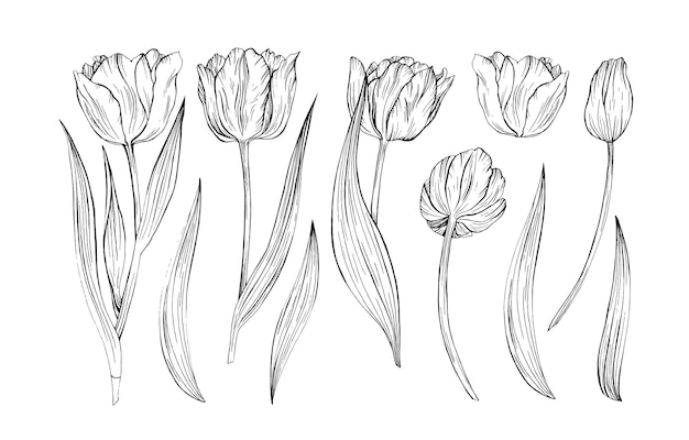 Ilustrações desenhadas à mão em tulipa linha arte flores