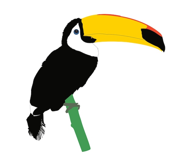 Ilustrações e vetores. Uma espécie de ave, o tucano toco (ramphastos toco) se agarra a um galho.