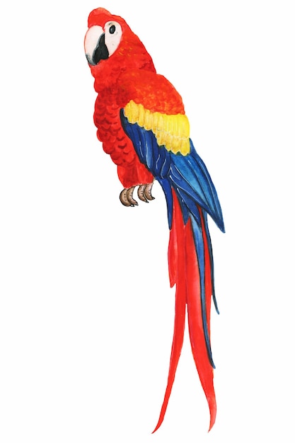 Ilustrações em aquarela de pássaros tropicaisO papagaio é multicolorido