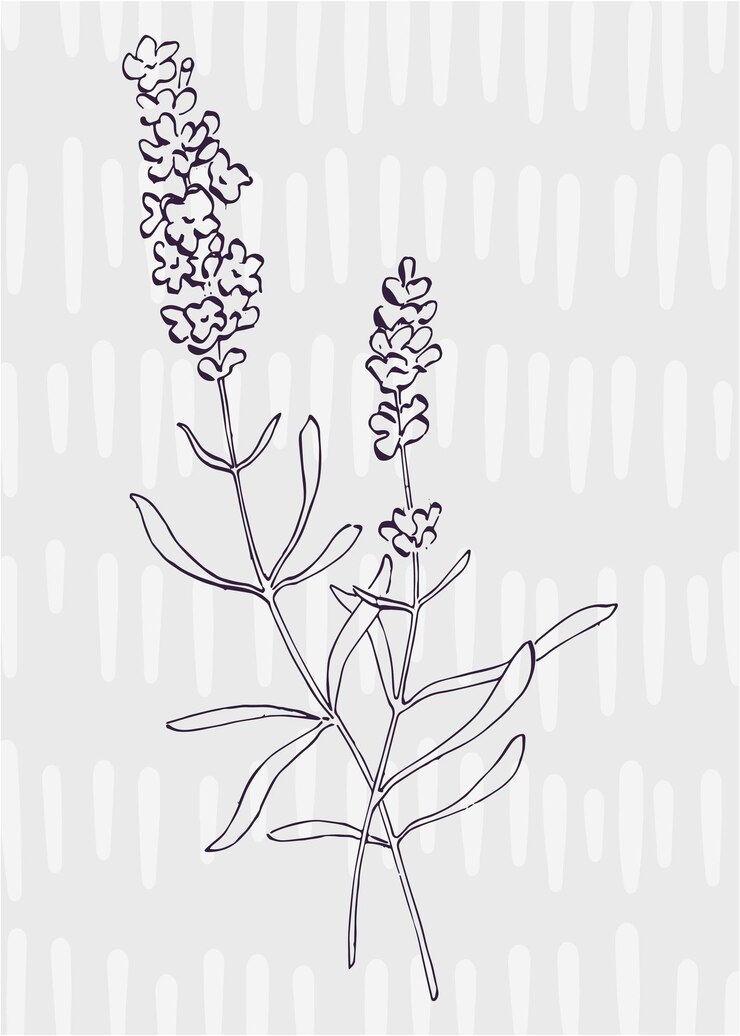 Vetor ilustrações pintadas à mão de lavanda para flor minimalista de decoração de parede em estilo de desenho