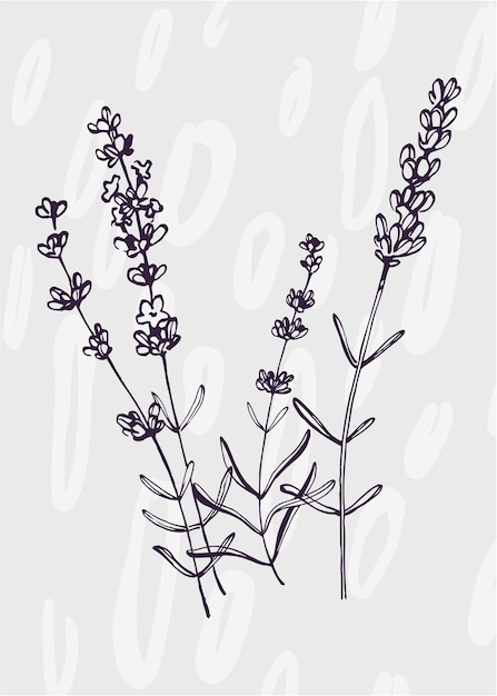 Ilustrações pintadas à mão de lavanda para flor minimalista de decoração de parede em estilo de desenho