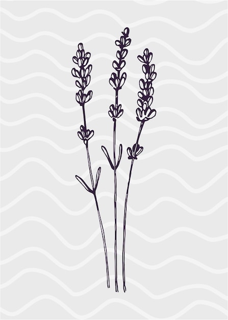 Ilustrações pintadas à mão de lavanda para flor minimalista de decoração de parede em estilo de desenho