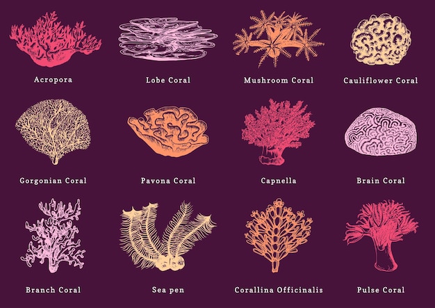 Vetor ilustrações vetoriais de corais de cor coleção de pólipos marinhos desenhados