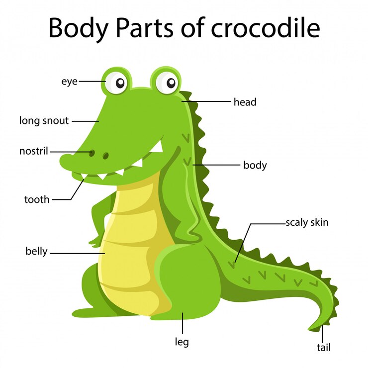 Vetor ilustrador de partes do corpo de crocodilo