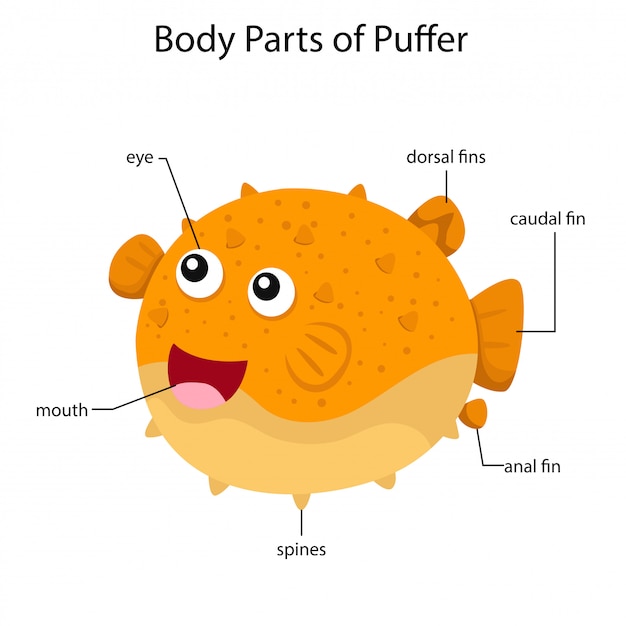 Ilustrador de partes do corpo do baiacu