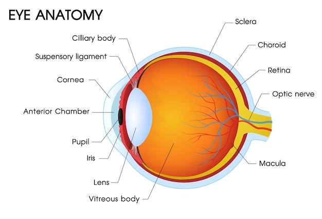 Ilustrador de uma anatomia do olho humano.