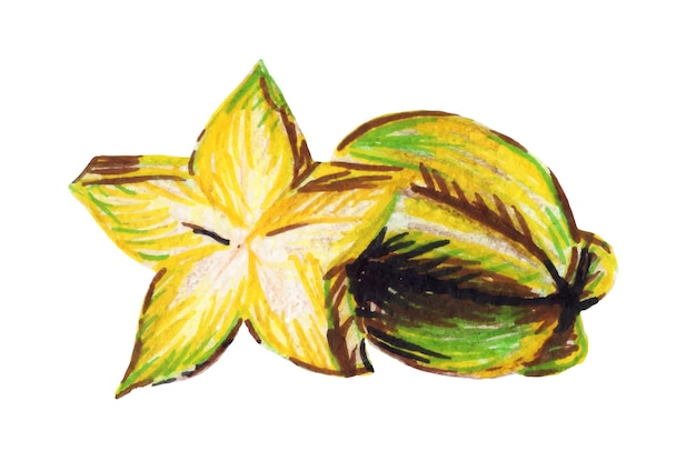 Vetor imagem colorida de uma lichia inteira de frutas exóticas e em seção