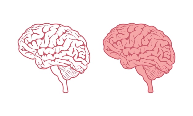 Imagem do cérebro do cérebro em desenho animado e estilo linear, ilustração vetorial do livro de colorir para crianças do cérebro humano