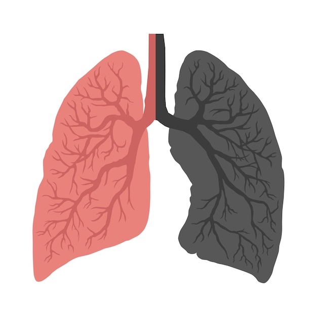 Imagem dos pulmões humanos sistema respiratório